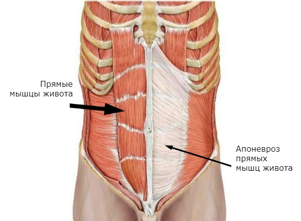 Апоневроз прямой мышцы живота. Расхождение мускулатуры - Исамутдинова Г. М.
