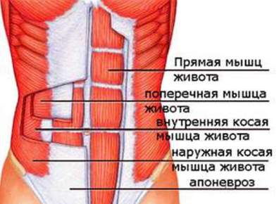 Апоневроз наружной косой мышцы живота